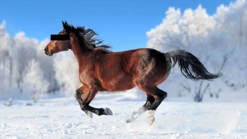 馬
